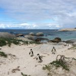 REGIONE DI CAPETOWN: BOULDER BEACH